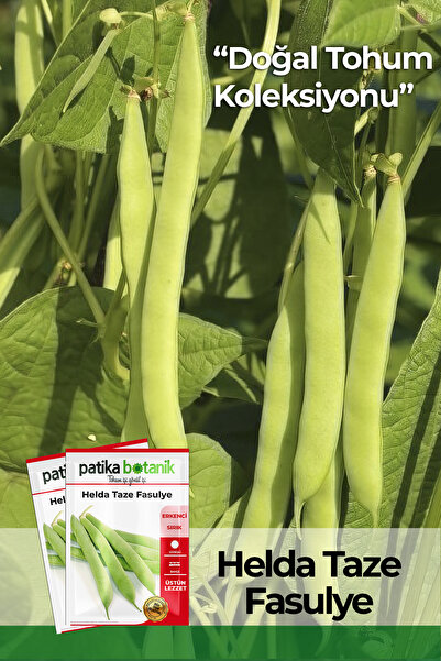 Patika Botanik 50 Adet Helda Taze Fasulye Tohumu