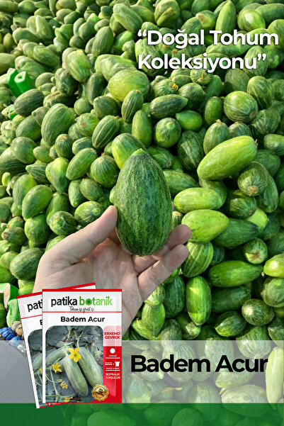 Patika Botanik 30 Adet Badem Acur Tohumu