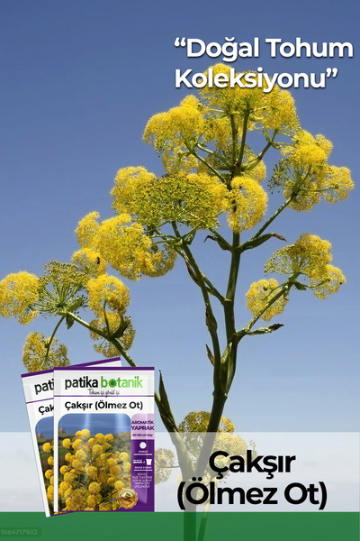 Patika Botanik 200 Adet Çakşır (ÖLMEZ OT) Tohumu