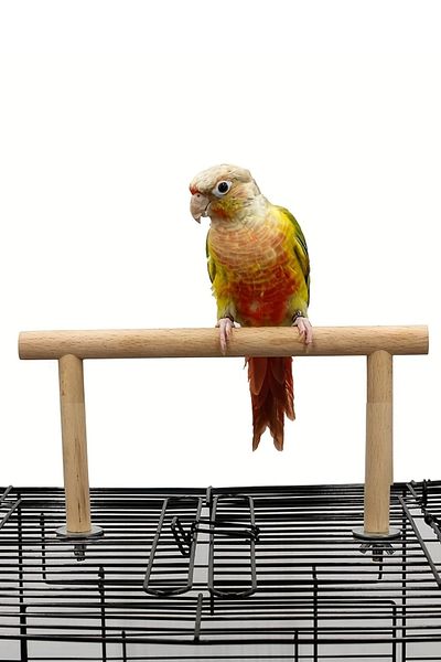 Alyones Wooden Parrot Stand Durable for All Bird Species - Play & Cage Accessory