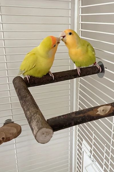 Alyones Bird Perch Stand with Natural Wood Clamp - Interactive Play and Exercise Station