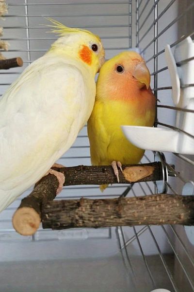 Alyones Wooden Parrot Whistles and Bird Stand Stick - Chewable Play Toys
