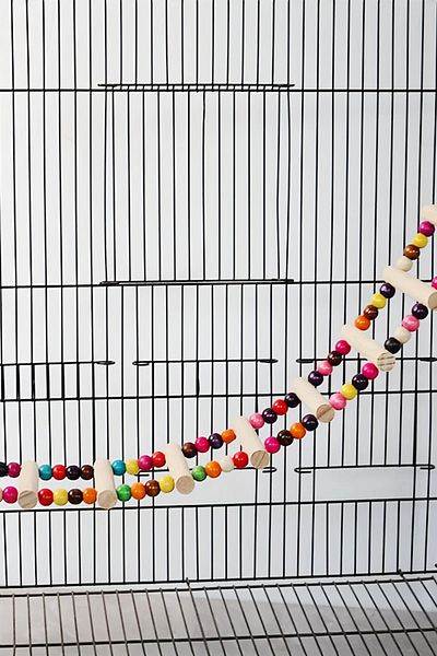 Alyones Colorful Parrot Climbing Ladder - Flexible Wood, Multiple Sizes