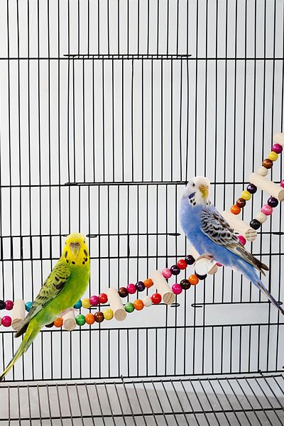 Alyones Colorful Parrot Climbing Ladder - Flexible Wood, Multiple Sizes