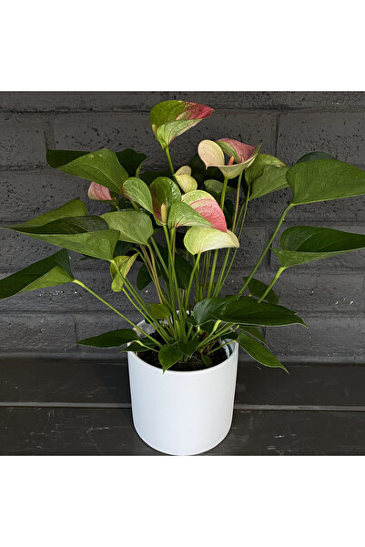 Byaysima Antoryum Pink Green Canlı Saksılı Hediyelik  Ev Ofis Salon Bitkisi
