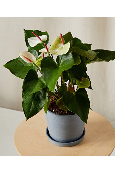 Byaysima Antoryum Beyaz Renk İthal Canlı Saksılı Hediyelik Ev Ofis Salon Bitkisi