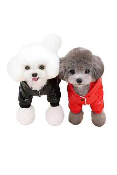Glipet Bright Black XL Bomber Jacket and Dog Outfit