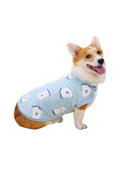 Glipet Gathers Championship Points with the Blue L Size of the Sash Carrier Dog Sweater.