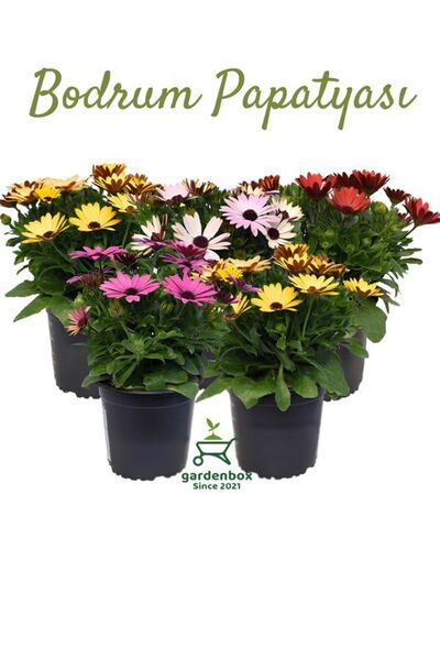 Nura Botanik 4'Lü Bodrum Papatyası Seti Sarı+Pembe+Mor+Kırmızı Rengarenk Canl...