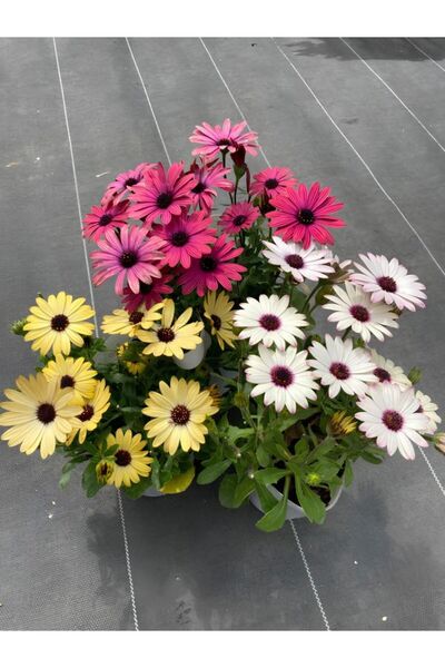 Gardenbox 3'Lü Bodrum Papatyası Canlı Bahçe Balkon Çiçekleri Saksılı 15-30cm