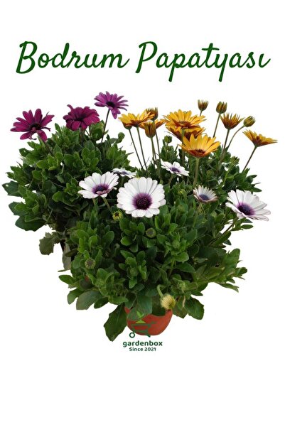 Nura Botanik Bahar Çiçekleri Bodrum Papatyası 3'Lü Mor+Sarı+Beyaz Saksılı Bah...