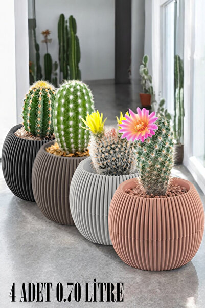 TEMMUZ HOME No3 Karışık Renkli 4 Adet Set Sehpa Masa Üzeri Sukulent Kaktüs Ve...