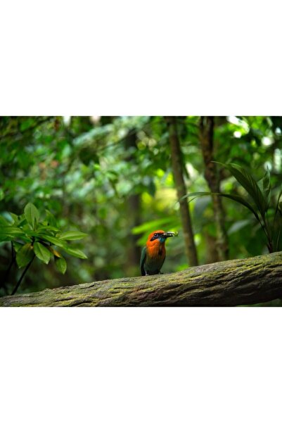 Zumzeria Tablou Canvas Pasăre colorată în pădure tropicală, 80x50cm, tabloucanvas1190, Zumzeria ®