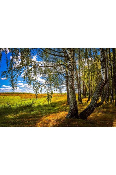 Zumzeria Tablou Canvas Birch Forest In Sunny Autumn, 80x50cm, tabloucanvas916...