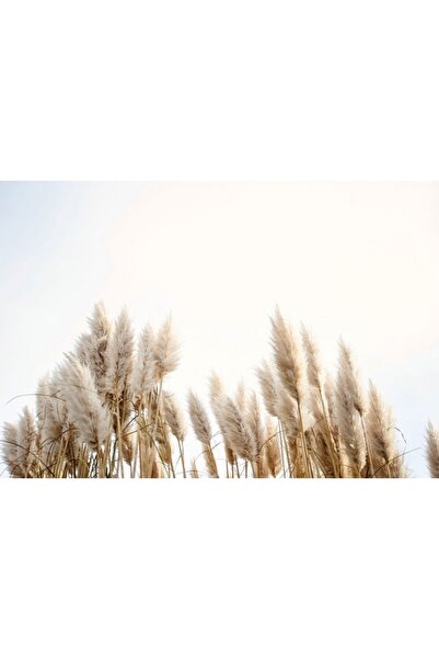 Zumzeria Tablou Canvas Pampas Grass In The Sky, 80x50cm, tabloucanvas508, Zum...
