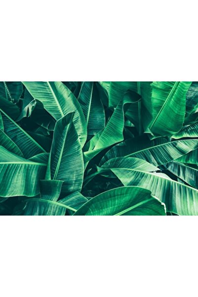 Zumzeria Πίνακας σε καμβά Όμορφα φύλλα μπανάνας, 80x50εκ., canvaspainting224,