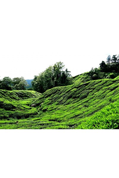 Zumzeria Πίνακας σε καμβά με θέμα "Εκπληκτική φυτεία τσαγιού", 80x50εκ., Πίνακας σε καμβά 715, ®