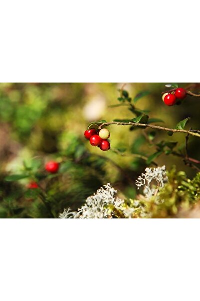 Zumzeria Tablou Canvas Lingonberry In The Forest, 80x50cm, tabloucanvas489, Z...