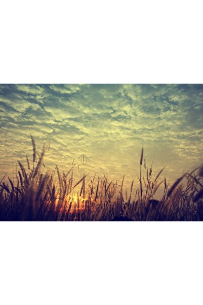 Zumzeria Πίνακας σε καμβά Χωράφι με σιτάρι κάτω από το ηλιοβασίλεμα, 80x50εκ....