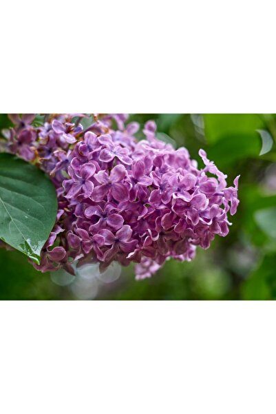 Zumzeria Πίνακας σε καμβά με θέμα την πασχαλιά και τον θάμνο που ανθίζει, 80x...