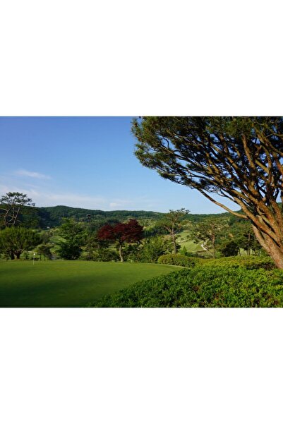 Zumzeria Καμβάς Tablou Πράσινο Περιβάλλον Και Γήπεδο Γκολφ, 80x50εκ., tabloucanvas713,