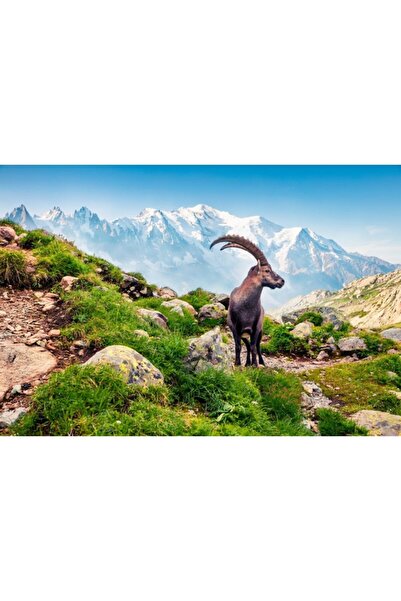 Zumzeria Tablou Canvas The Great Black Goat, 80x50cm, tabloucanvas845, Zumzer...