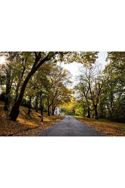 Zumzeria Tablou Canvas Autumn Alley Through The Trees, 80x50cm, tabloucanvas719, Zumzeria ®