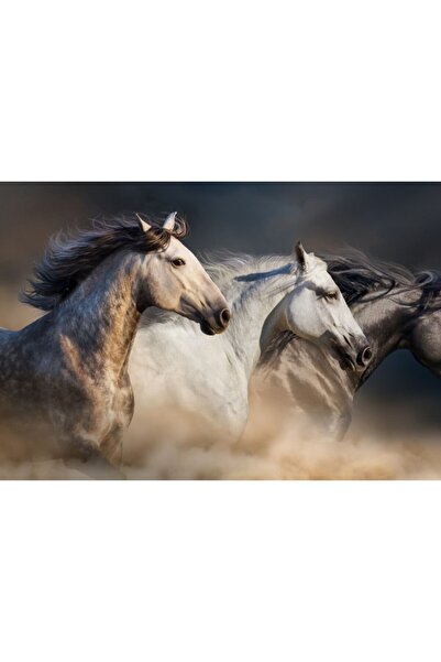 Zumzeria Tablou Canvas Beautiful Young Horses Galloping, 80x50cm, tabloucanva...