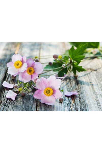 Zumzeria Tablou Canvas Beautiful Pink Anemones, 80x50cm, tabloucanvas699, ®