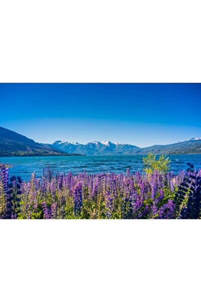 Zumzeria Πίνακας σε καμβά με θέμα τη λίμνη Λεβάντα, 80x50εκ., καμβάς 225,