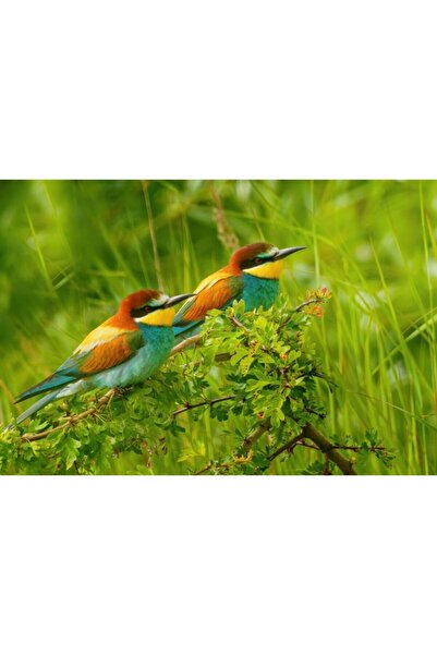 Zumzeria Tablou Canvas Colorful Birds In Nature, 80x50cm, tabloucanvas1068, Z...