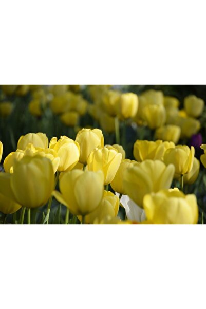 Zumzeria Tablou Canvas Beautiful Yellow Lalele, 80x50cm, tabloucanvas1117, Zu...