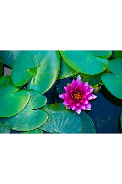 Zumzeria Tablou Canvas Beautiful Pink Lotus On The Water, 80x50cm, tabloucanv...