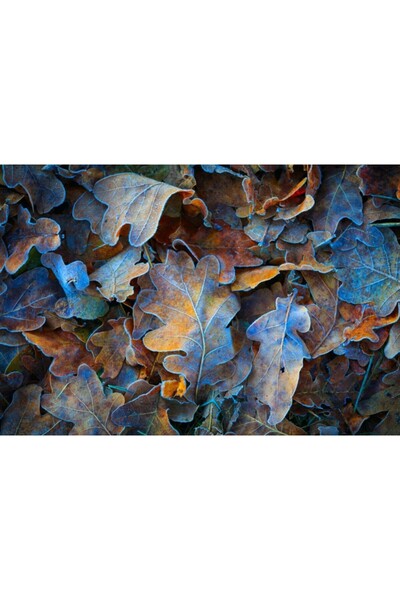 Zumzeria Πίνακας σε καμβά με θέμα "Φύλλα βελανιδιάς κρύο φθινόπωρο", 80x50εκ....