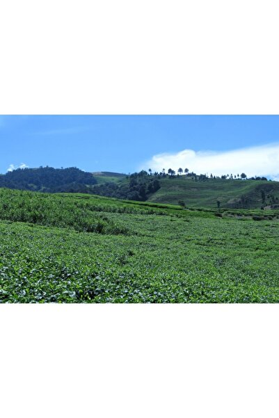 Zumzeria Πίνακας σε καμβά Όμορφη Αγροτική Γη το Καλοκαίρι, 80x50εκ., πίνακας ...