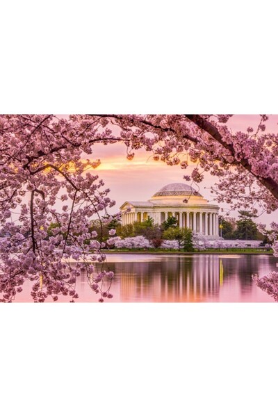 Zumzeria Tablou Canvas Charming Cherry Blossoms In D.C., 80x50cm, tabloucanva...