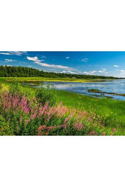 Zumzeria Πίνακας σε καμβά Lovely Fireweed Field, 80x50εκ., canvas360,