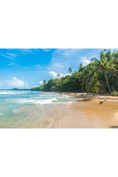 Zumzeria Καμβάς Tablou Χρυσή Ακτή με Φοίνικες και Τυρκουάζ Νερά, 80x50εκ., ta...