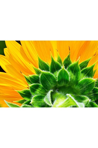 Zumzeria Πίνακας σε καμβά Όμορφο Ηλιοτρόπιο, 80x50εκ., καμβάς 420,