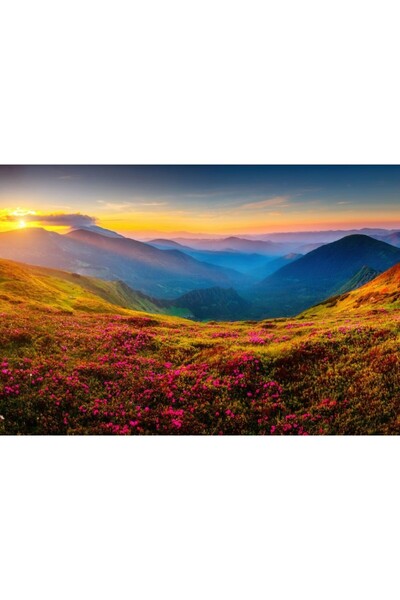 Zumzeria Καμβάς Tablou με ροζ αγριολούλουδα στις Καρπαθιακές πλαγιές, 80x50εκ...
