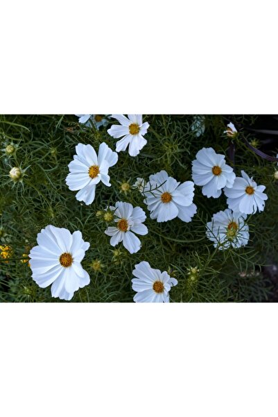 Zumzeria Картина върху платно Градински цветя от космос, 80x50 см, canvaspain...