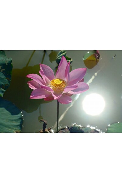 Zumzeria Tablou Canvas Sacred Lotus, 80x50cm, tabloucanvas1141, Zumzeria ®