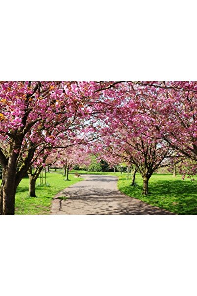 Zumzeria Πίνακας σε καμβά με δέντρα Sakura σε όμορφο κήπο, 80x50εκ., Πίνακας ...