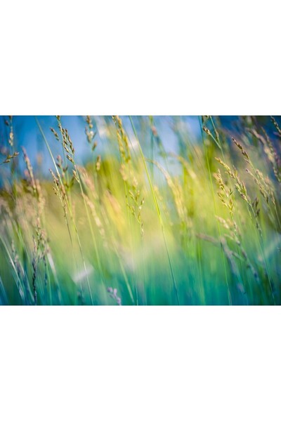 Zumzeria Tablou Canvas Look Through The Grass, 80x50cm, tabloucanvas298, Zumz...