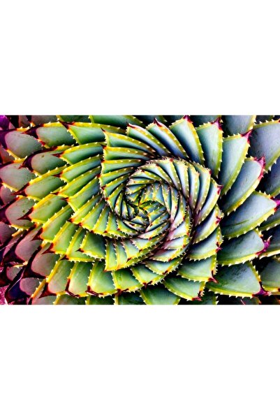 Zumzeria Πίνακας σε καμβά με θέμα το φυτό Phyllotaxis, σπείρα, 80x50εκ., καμβ...