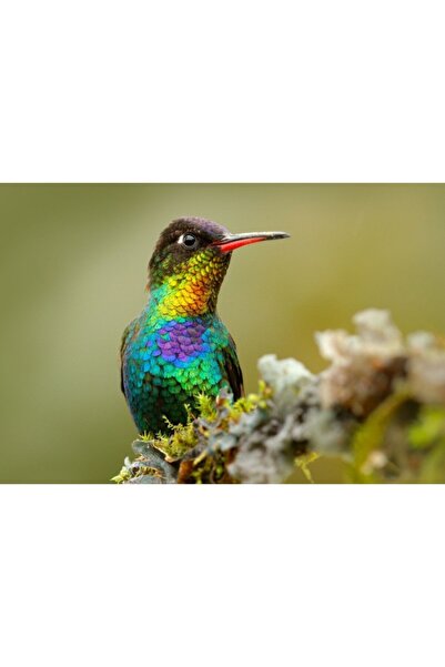 Zumzeria Tablou Canvas Colorful Little Bird, 80x50cm, tabloucanvas851, Zumzeria ®