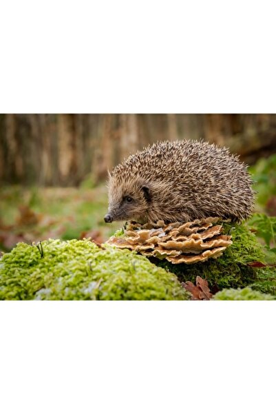 Zumzeria Tablou Canvas Micul arici în habitatul său, 80x50cm, tabloucanvas973...