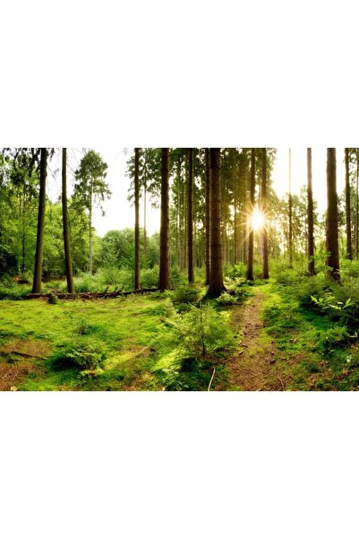 Zumzeria Tablou Canvas Sunshine Over The Forest, 80x50cm, tabloucanvas117, Zumzeria ®