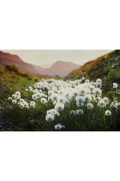 Zumzeria Tablou Canvas Beautiful Cotton Grass Field, 80x50cm, tabloucanvas102...