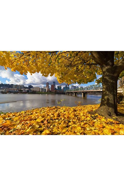 Zumzeria Πίνακας σε καμβά "Απίστευτα πορτοκαλί πεσμένα φύλλα στην αμερικανική...